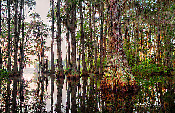 Bradford_Creek_Cypress