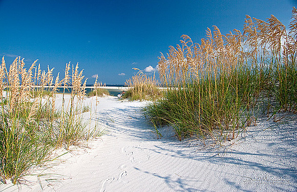 San_Blas_Sea_Oats