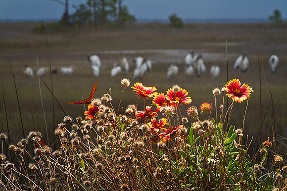 Blanket Flowers and Wood Storks