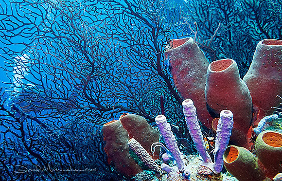 Vase Sponge Scape