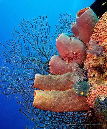 Reef-Scape 3