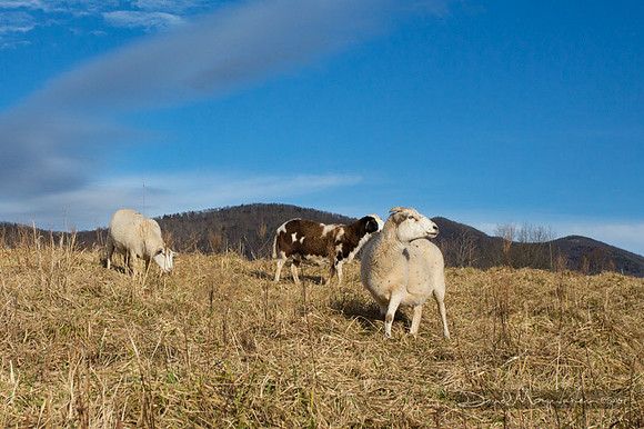 Farm-5547