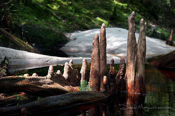 Kneedy Cypress