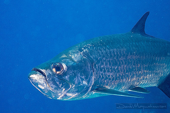 Tarpon Portrait