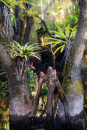 Triple-knee+Guzmania_7421-lg