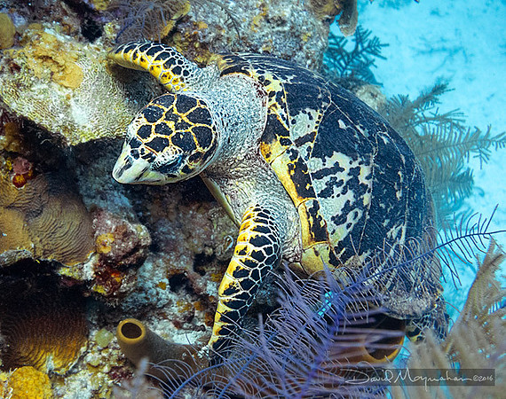 Browsing Hawksbill