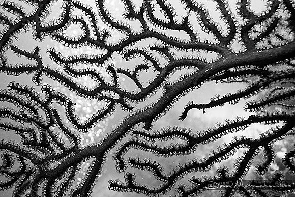 Black Coral