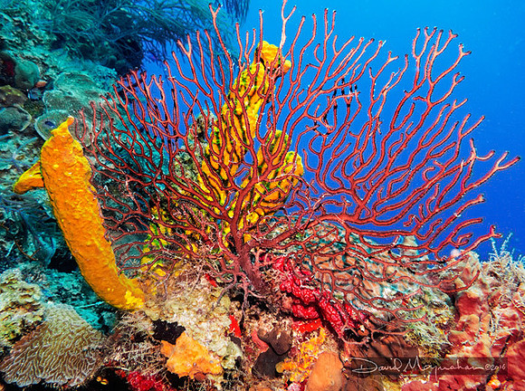Reef-scape 2