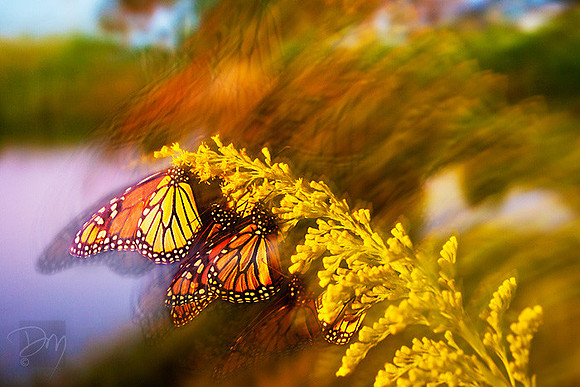 Butterfly_Blur