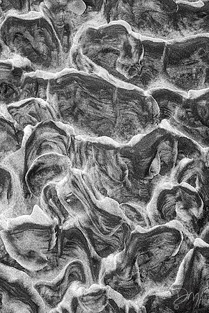 Oysters of Sand