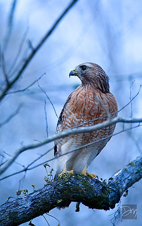 Red-shouldered Hawk
