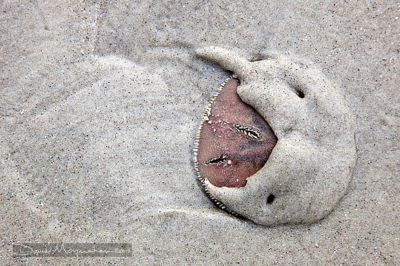 Sand Dollar Swoosh