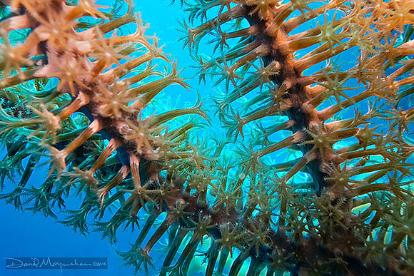 Polyps