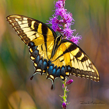 Swallowtail