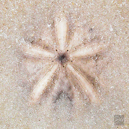 Sand man Dala