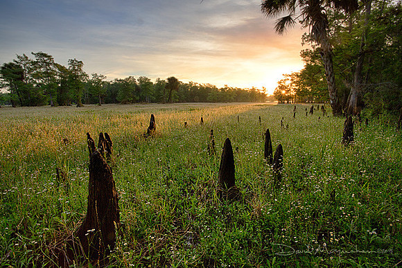 Sunrise_Meadow_Knees