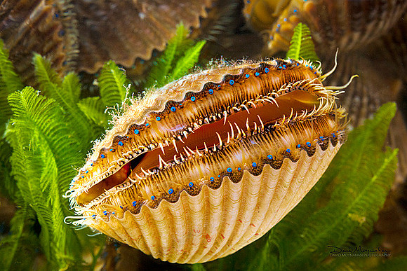 Scallop