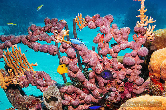 Reef-scape 1