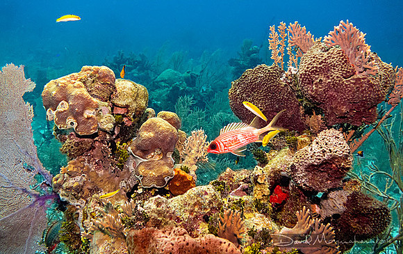 Reef-Scape 4