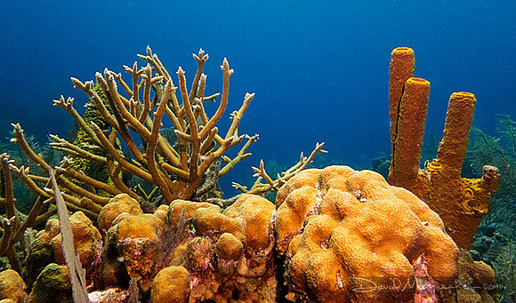 Coral Composition