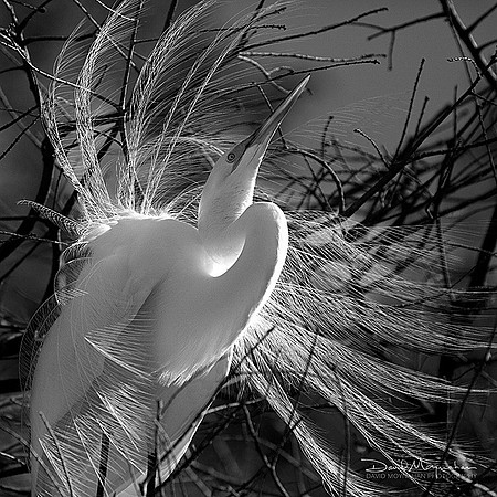 Plumage