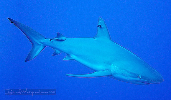 Reef Shark
