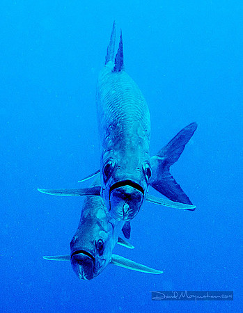 Tarpon Faces