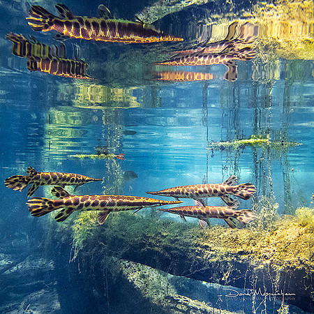 Garfish