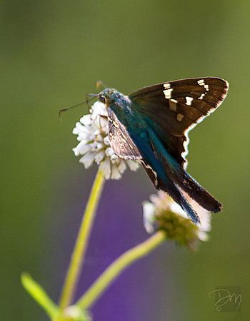 Long-tailed_Skipper