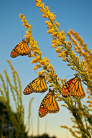 Monarchs on Goldenrod