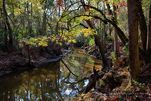 Aucilla River Sink Autumn V