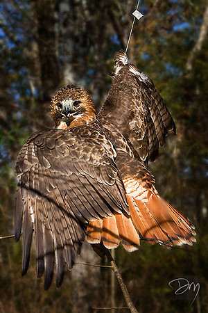 Hooked Hawk