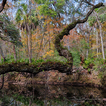 Live Oak Reach