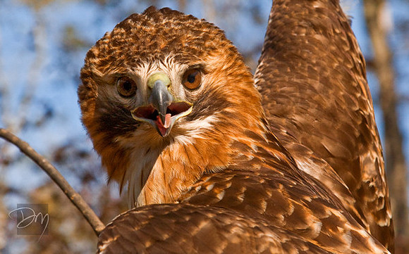 Red-tailed Hawk Hooked
