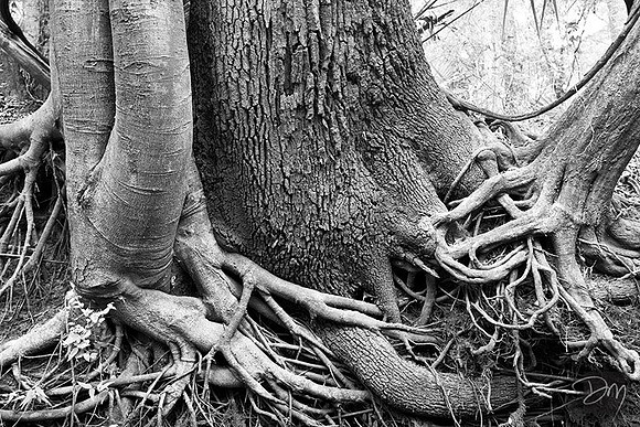 Roots