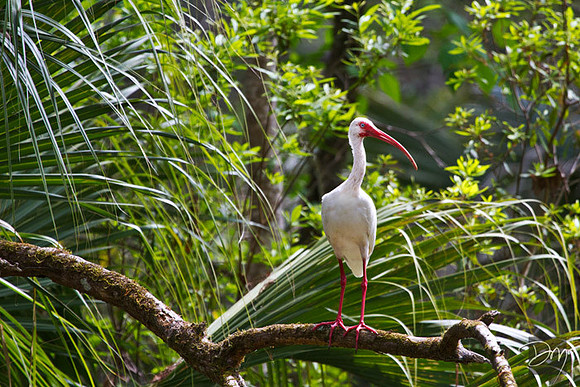 White Ibis Perch