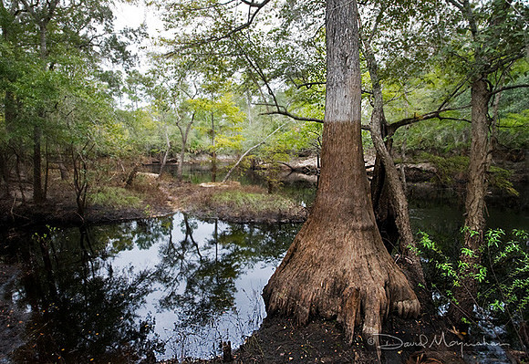Aucilla Cypress