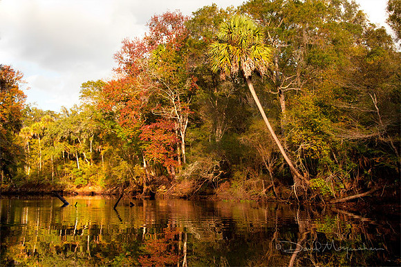 Aucilla Fall Palm