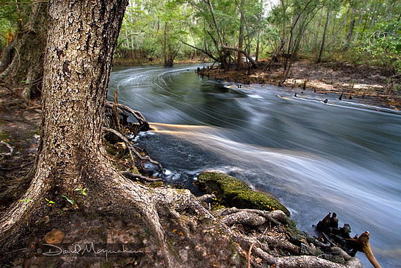 Aucilla Rapids