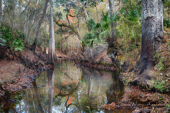 Aucilla River Sink Autumn II