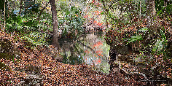 Aucilla River Sink Autumn III