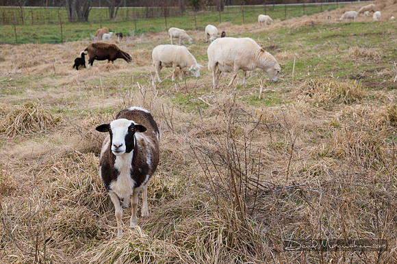 Farm-5596