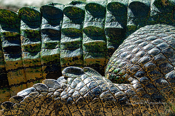 Crocodetails