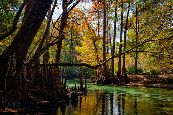Cypress Spring Run