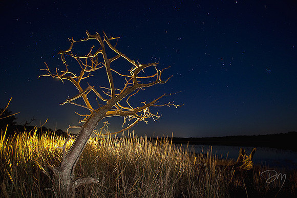 Night Sky Marsh