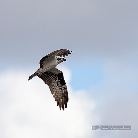 Flight