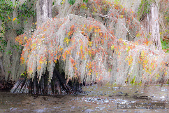 Fall_Cypress_Moss