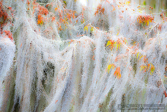 Moss_Play
