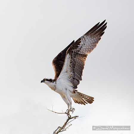 Osprey_Liftoff