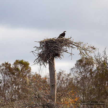 Osprey_Sentry